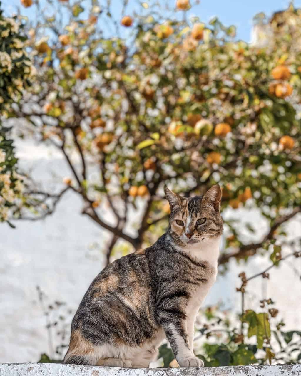 Cat in Paros
