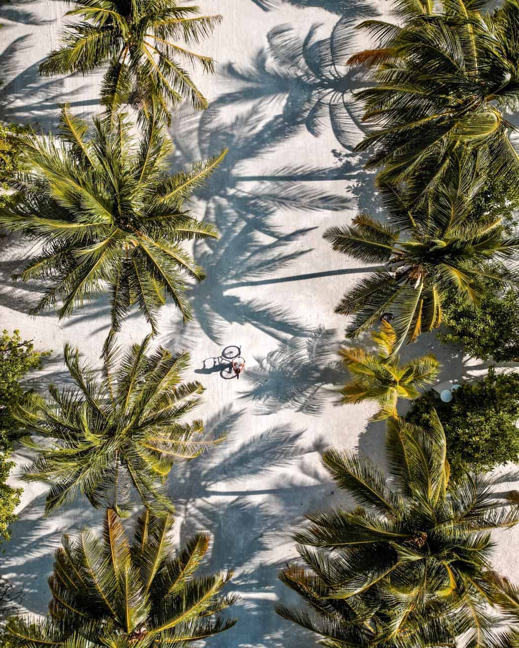 Paradise Island Resort Palm Tree Alley