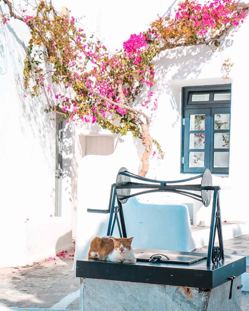 A ginger cat peacefully napping in a charming corner of Mykonos town, framed by vibrant pink bougainvillea flowers in the background.